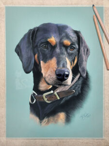 Kopov Bracke Hündin CLEO in Pastellkreide gemalt (30 cm x 40 cm)