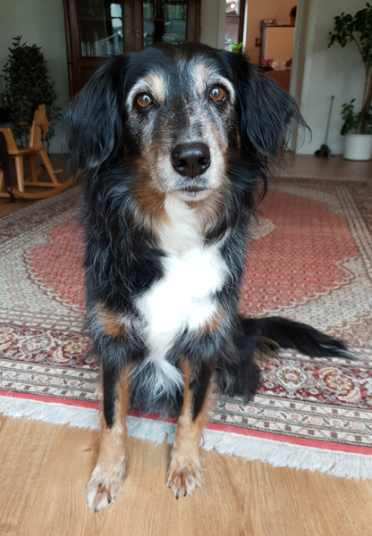 Fotovorlage Hundeportrait