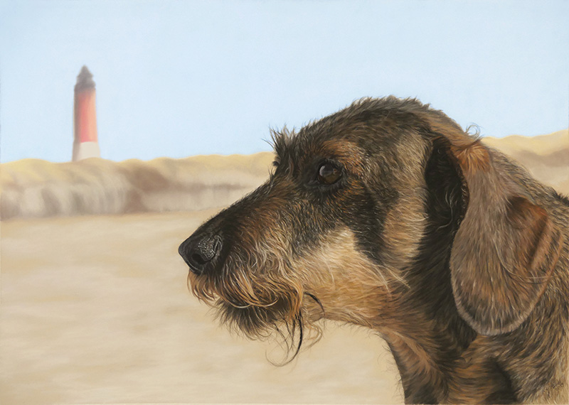 Dachshund ELIOT in pastels 50 cm x 70 cm - Animal drawings and animal portraits by Katja Sauer