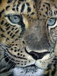 Fine Art Print Leopard
