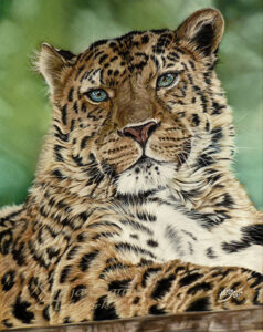 Fine Art Print Amur Leopard