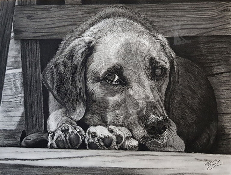 Hund MEPHI in Kohle und Graphit gezeichnet (30 cm x 40 cm)