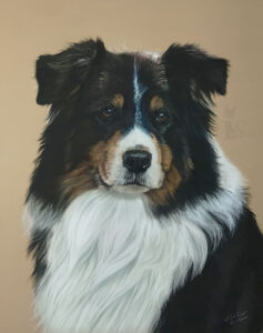 Tierportraits und Tierzeichnungen in Pastellkreide Hundezeichnung nach Fotovorlage