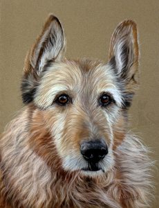 Tierzeichnung in Pastellkreide Hundeportrait Auftragsarbeit