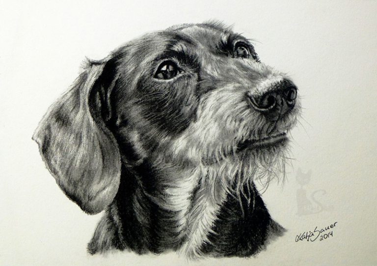 Dackel BRÖSEL in Kohle und Graphit gemalt (15 cm x 21 cm)