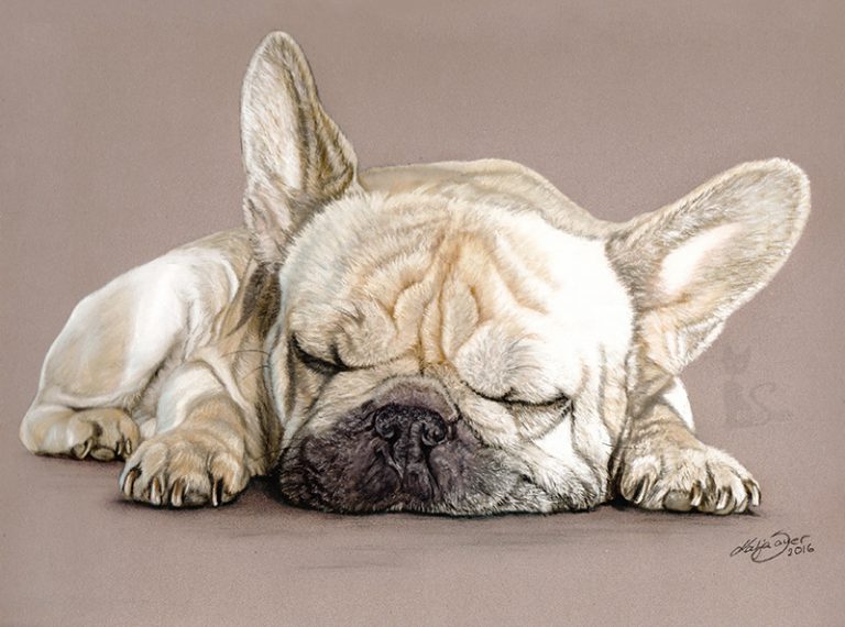 Tierportraits und Tierzeichnungen in Pastellkreide Hundezeichnung nach Fotovorlage