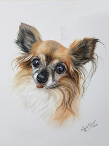 Tierportrait Hund in Pastellkreide gezeichnet nach Fotovorlage