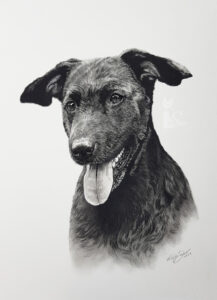 Hund BARNEY in Kohle und Graphit gezeichnet (30 cm x 40 cm)