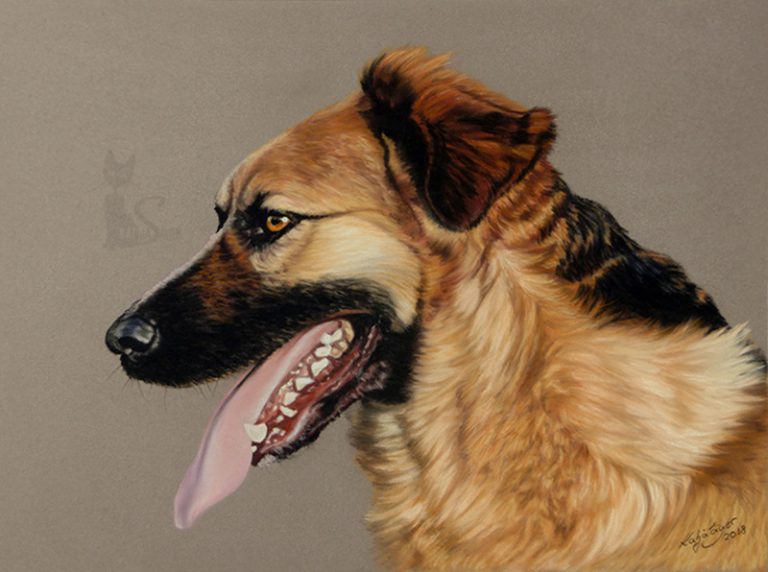 Pastellkreidezeichnung Hundeportrait von Katja Sauer