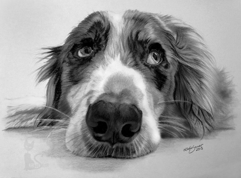 Hund SAM in Kohle und Graphit gezeichnet (21 cm x 30 cm)