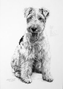 Drahthaar-Foxterrier TERRA in Kohle und Graphit gemalt (15 cm x 21 cm)