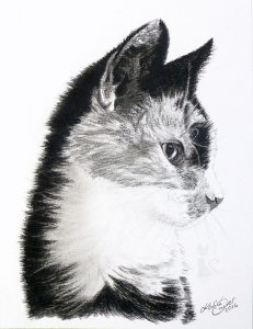 Katze in Kohle und Graphit gemalt von Katja Sauer