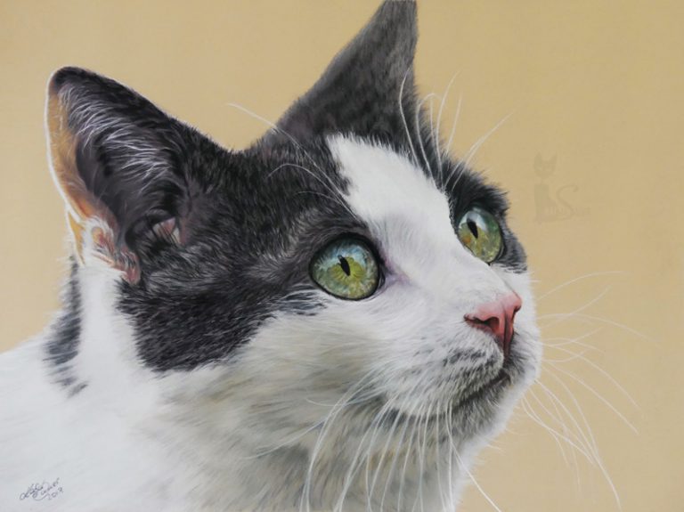 Tierportrait Katze nach Fotovorlage gezeichnet