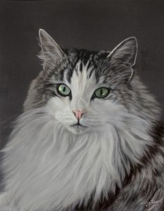 Katzenzeichnung in Pastellkreide gemalt nach Fotovorlage