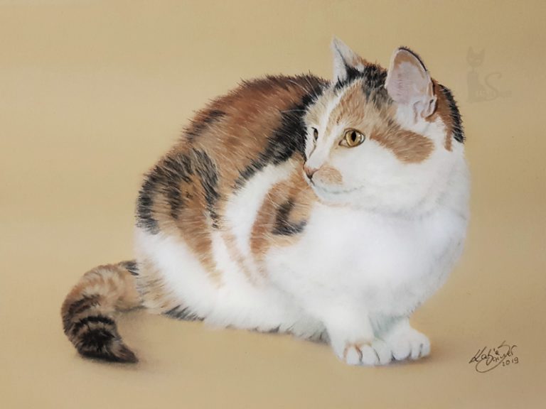 Katze gemalt in Pastellkreide nach Fotovorlage