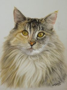 Tierzeichnung in Pastellkreide Katzenportrait Auftragsarbeit