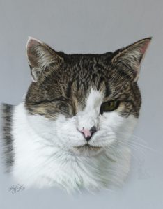 Katzenzeichnung als Auftragsarbeit in Pastellkreide