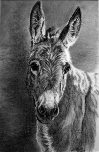 Zwergesel in Kohle (21 cm x 30 cm) Tierzeichnungen in Kohle und Graphit nach Fotovorlage