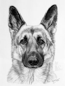 Schäferhündin KYRA in Kohle und Graphit gemalt (21 cm x 30 cm)