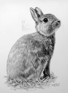 Zwergkaninchen EMMA (21 cm x 30 cm) Tierzeichnungen und Tierportraits als Auftragsarbeit in Kohle