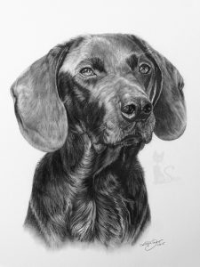 Labrador Bayerischer Gebirgsschweißhund BOBBY in Kohle und Graphit gemalt (30 cm x 40 cm)
