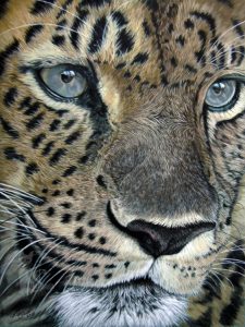 Leopard Tierportraits und Tierzeichnungen in Pastellkreide von Katja Sauer
