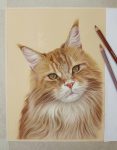 Tierportrait Katze in Pastellkreide gezeichnet nach Fotovorlage