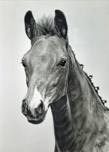 Fohlen DOC BROWN in Kohle und Graphit gezeichnet (21 cm x 30 cm)