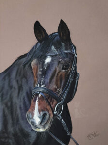 Pferdezeichnung RUSTY in Pastellkreide gemalt (30 cm x 40 cm)