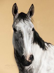 Pferdezeichnung JIMI in Pastellkreide gemalt (30 cm x 40 cm)