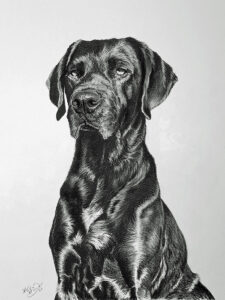Labrador SOCKE in Kohle und Graphit gezeichnet (30 cm x 40 cm)