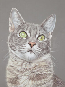 Katzenportrait gemalt nach Fotovorlage in Pastellkreide