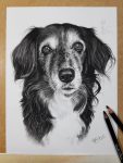 Tierportrait Hundezeichnung in Kohle und Graphit gemalt nach Fotovorlage