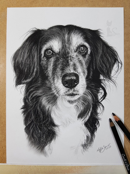 Tierportrait in Kohle Hundezeichnung gemalt nach Fotovorlage