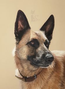 Tierportrait Hund Nemo in Pastellkreide gezeichnet nach Fotovorlage