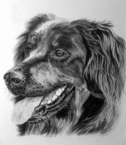 Hovawart BODO in Kohle und Graphit gezeichnet (30 cm x 40 cm)