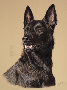 Pastellkreidezeichnung Hundeportrait von Katja Sauer