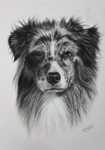 Australian Shepherd Hündin MOTTE in Kohle und Graphit gezeichnet (21 cm x 30 cm)