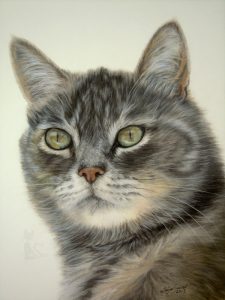 Katzenportrait gemalt nach Fotovorlage in Pastellkreide