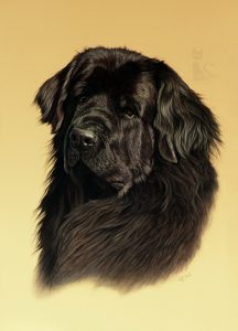 Hundeportrait gemalt nach Fotovorlage in Pastellkreide