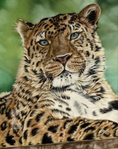 Tierportraits in Pastellkreide Leopard Tierzeichnungen von Katja Sauer