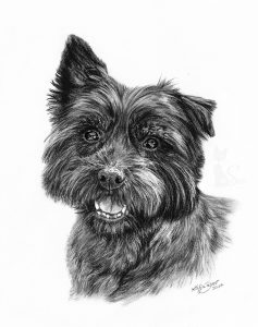 Cairn Terrier TEDDY in Kohle und Graphit gezeichnet (21 cm x 30 cm)