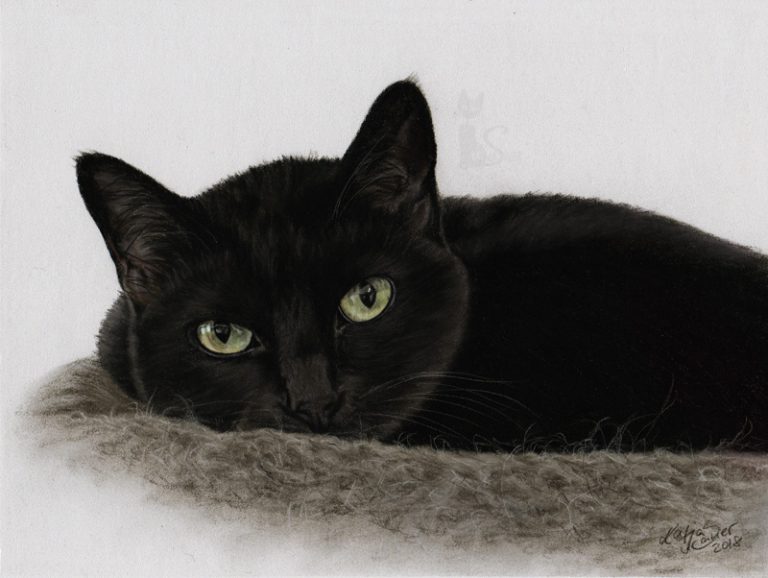 Tierportraits und Tierzeichnungen in Pastellkreide Katzenzeichnung nach Fotovorlage