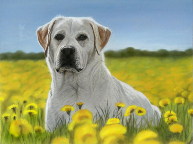 Hund gemalt nach Fotovorlage in Pastellkreide