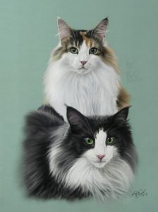 Tierportraits und Tierzeichnungen in Pastellkreide Katzenzeichnung nach Fotovorlage