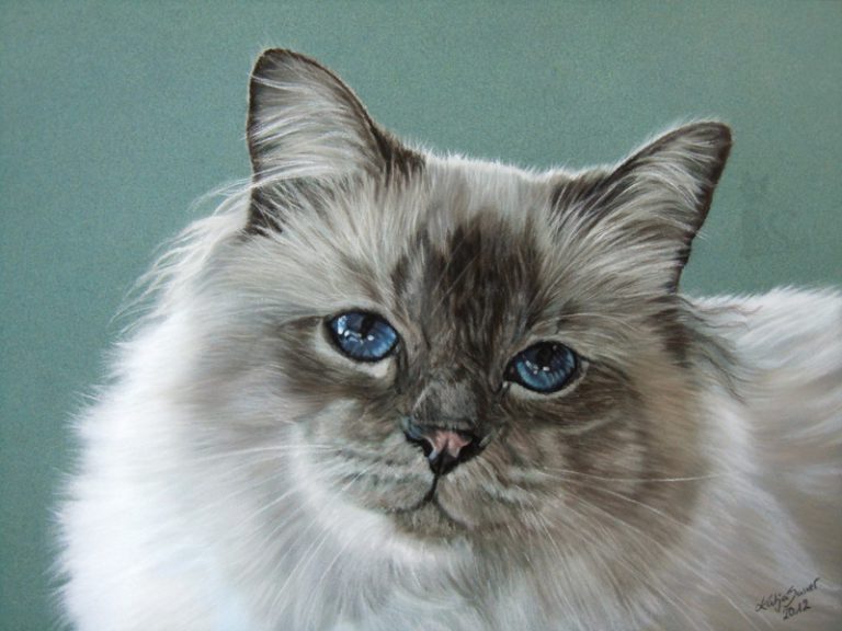 Katzenzeichnung in Pastellkreide gemalt nach Fotovorlage