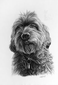 Mischlingshund MAX in Kohle und Graphit gezeichnet (30 cm x 40 cm)