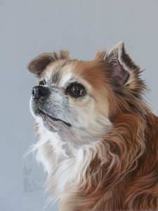 Tierzeichnung in Pastellkreide Hundeportrait Auftragsarbeit