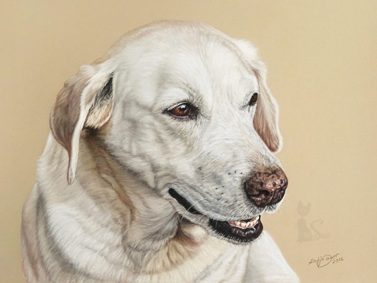 Hund gemalt nach Fotovorlage in Pastellkreide