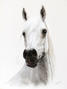 Araberstute ESTOPA in Pastellkreide gemalt (40 cm x 50 cm)